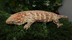 HCX x GTX Male Leachianus LB468