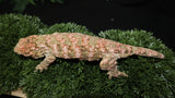 HCX x GTX Male Leachianus LB468