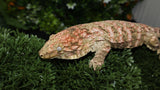 HCX x GTX Male Leachianus LB468