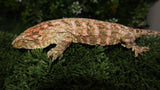 HCX x GTX Male Leachianus LB468