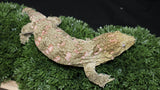 LB471- Leachianus Gecko