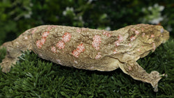 Female Leachianus LB471