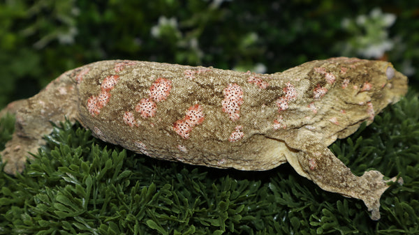 Female Leachianus LB471