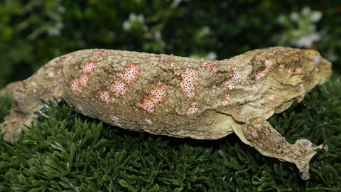 LB471- Leachianus Gecko