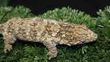 LB471- Leachianus Gecko