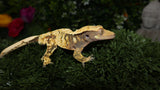 CG274- High White Extreme Harlequin Crested Gecko
