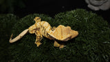 CG274- High White Extreme Harlequin Crested Gecko