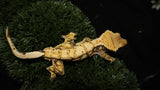 CG274- High White Extreme Harlequin Crested Gecko
