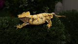 CG274- High White Extreme Harlequin Crested Gecko