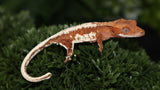 Frap22- Frappuccino Crested Gecko