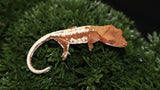 Frap22- Frappuccino Crested Gecko