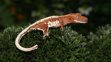 Frap22- Frappuccino Crested Gecko