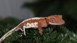 Frap22- Frappuccino Crested Gecko