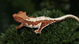 Frap22- Frappuccino Crested Gecko
