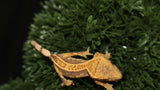 CAP34- Cappuccino Crested Gecko