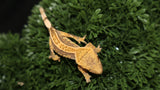 CAP34- Cappuccino Crested Gecko