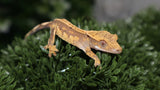 CAP34- Cappuccino Crested Gecko