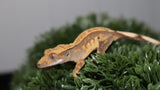 CAP34- Cappuccino Crested Gecko