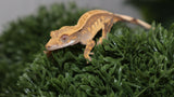 CAP34- Cappuccino Crested Gecko