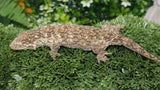 Yate Male Leachianus LB466