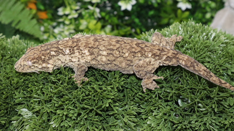 Yate Male Leachianus LB466
