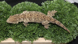 Yate Male Leachianus LB466