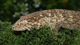 Yate Male Leachianus LB466