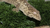 Yate Male Leachianus LB466