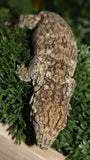 Yate Male Leachianus LB466