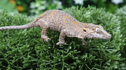 Orange Blotch poss female gargoyle GG366