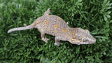 Orange Blotch poss female gargoyle GG366