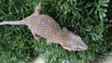 Orange Blotch poss female gargoyle GG366
