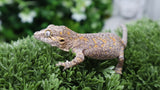 Orange Blotch poss female gargoyle GG366