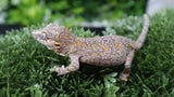 Orange Blotch poss female gargoyle GG366