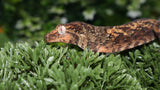 CH81- Pine Island Chahoua