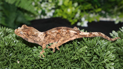 White Collar Pine Island Chahoua CH82