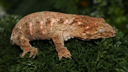 High Color Leachianus Male LB499