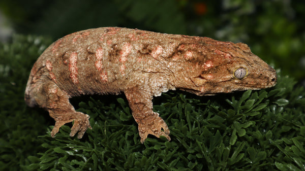 High Color Leachianus Male LB499