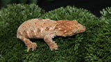 High Color Leachianus Male LB499
