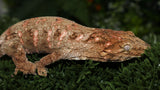 High Color Leachianus Male LB499