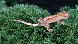 Cap27 Cappuccino Crested Gecko