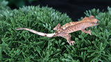 Cap27 Cappuccino Crested Gecko