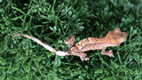 Cap27 Cappuccino Crested Gecko