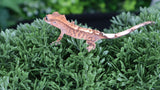 Cap27 Cappuccino Crested Gecko