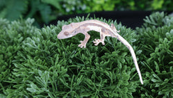 Frap16- Frappiccuno Crested Gecko