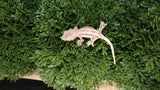 Frap16- Frappiccuno Crested Gecko