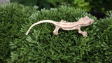 Frap16- Frappiccuno Crested Gecko