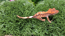 Cap31 Cappuccino Crested Gecko