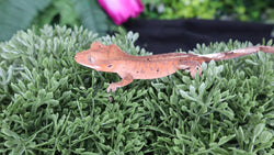 Cap22- Cappuccino Crested Gecko