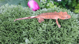 Cap22- Cappuccino Crested Gecko